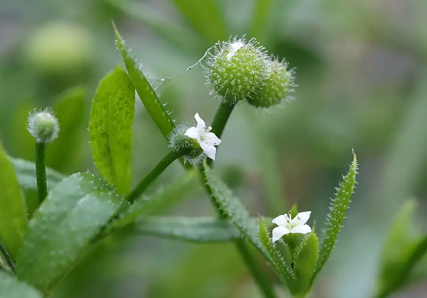 Przytulia czepna